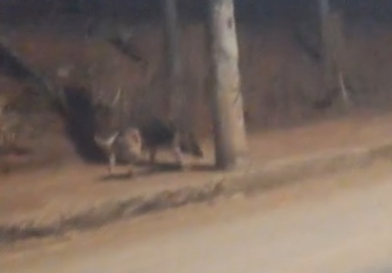 COVARDIA: Cachorro é abandonado no bairro Icaraí e dono do animal ameaça atropelar testemunha capa site (1)