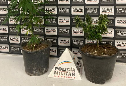 Polícia "corta a onda" de jovem com pés de maconha, no bairro Quintino pé de maconha (1)