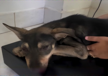 Casal espanca cães em Divinópolis e são presos por maus-tratos a animais cão fer1do (1)