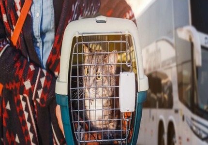 PETS A BORDO! Lei, de autoria de Flávio Marra, autoriza transporte de animais em ônibus de Divinópolis WhatsApp Image 2024-12-16 at 16.46.55 (1)