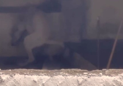 Divinópolis: Vídeo flagra cachorro em suposta situação de maus-tratos maus tratos animal divinopolis capa site