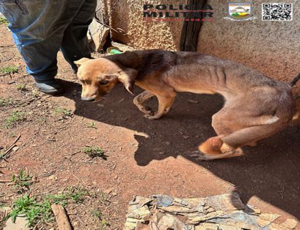 Crime de maus-tratos a animais é registrado em Pompéu 600 - 800 cadela 2