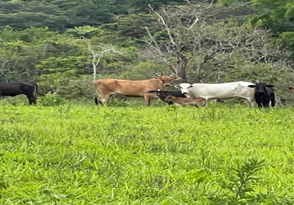 NEM GADO ESCAPA: Homem é preso em flagrante em Itaúna por roubar gado em São Gonçalo do Pará IMG_7661