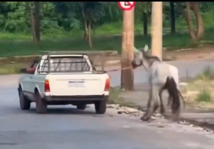 Homem arrasta cavalo com carro em Bom Despacho e é multado em quase 2 mil reais IMG_8129
