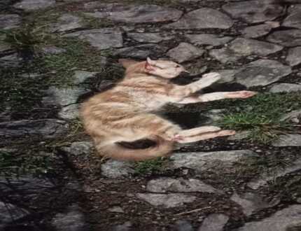 Crueldade em Divinópolis: envenenamentos de gatos choca moradores do bairro Manoel Valinhas WhatsApp Image 2025-02-05 at 16.04.22 (1)