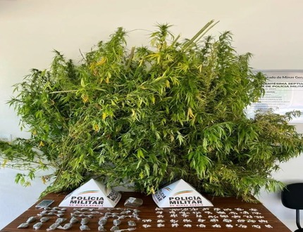 Perdigão em alerta: vasta plantação de maconha descoberta pela Polícia Militar WhatsApp Image 2025-02-21 at 11.58.42 (1)