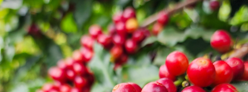 Valor bruto da produção agropecuária de Minas Gerais deve crescer em 2025, superando média nacional Café_-_Diego_Vargas-Seapa_(1)