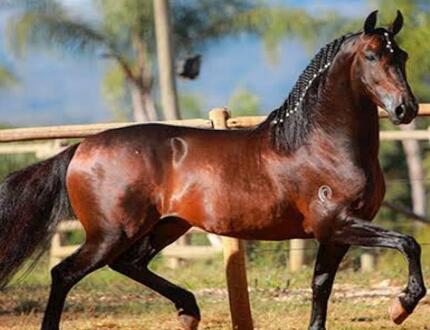Divinópolis recebe 14ª Exposição de Cavalos Mangalarga Marchador com julgamentos e programação gratuita