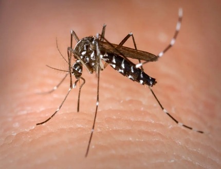 Casos de dengue voltam a assustar Minas Gerais no pós carnaval WhatsApp Image 2025-03-18 at 10.56.34 (1)