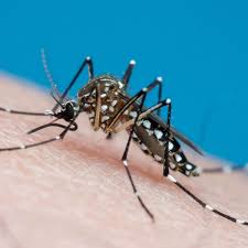 SEMUSA confirma circulação dos sorotipos 2 e 3 da dengue e reforça medidas de combate ao Aedes aegypti download (2)