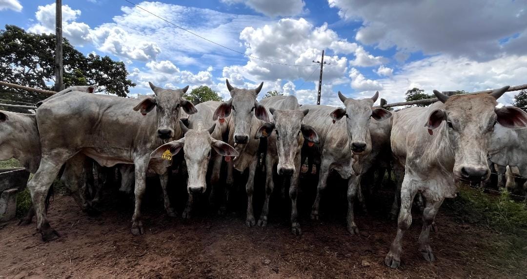 Leilão em Divinópolis promete movimentar R$ 2,5 milhões com 1.300 bovinos