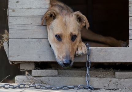 Minas Gerais aprova lei que proíbe acorrentamento permanente de cães e gatos cao acorrentado (1)