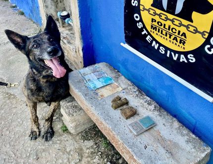 Cão farejador Black ajuda PM a localizar drogas e mulher é presa por tráfico em Divinópolis