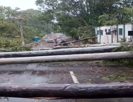 Temporal provoca quedas de árvores e rompimento de cabos em Divinópolis; Bombeiros registram 16 chamados de emergência estrago - bombeiros