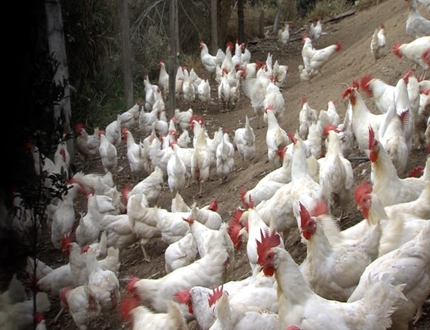 Governo de Minas decreta emergência na saúde, após confirmação de Gripe Aviária em aves silvestres na Grande BH