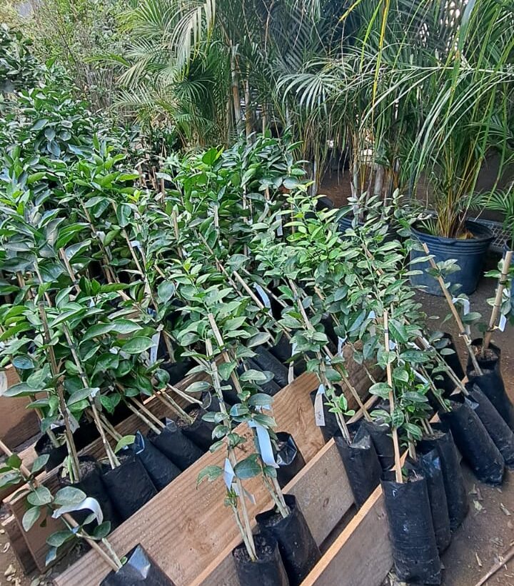 PM recupera R$ 300 mil em mudas furtadas de floricultura e prende veículos usados no furto