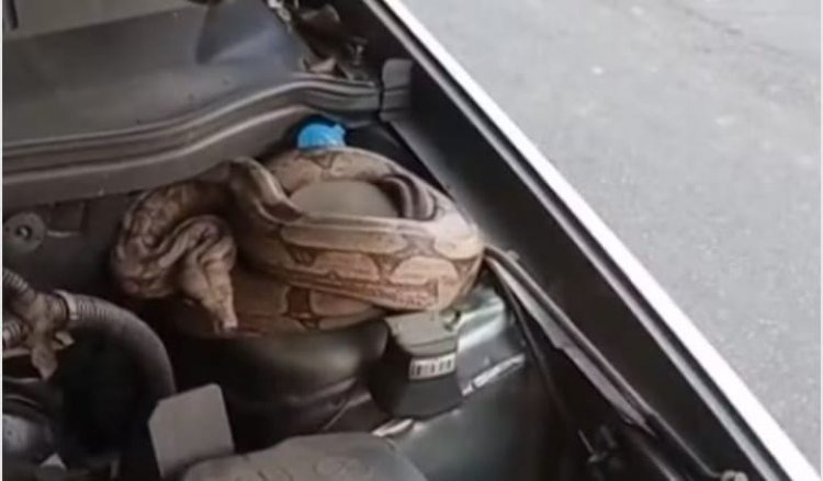 Susto em Itaúna: jiboia é encontrada no motor de carro e mobiliza bombeiros Susto em Itaúna: jiboia é encontrada no motor de carro e mobiliza bombeiros