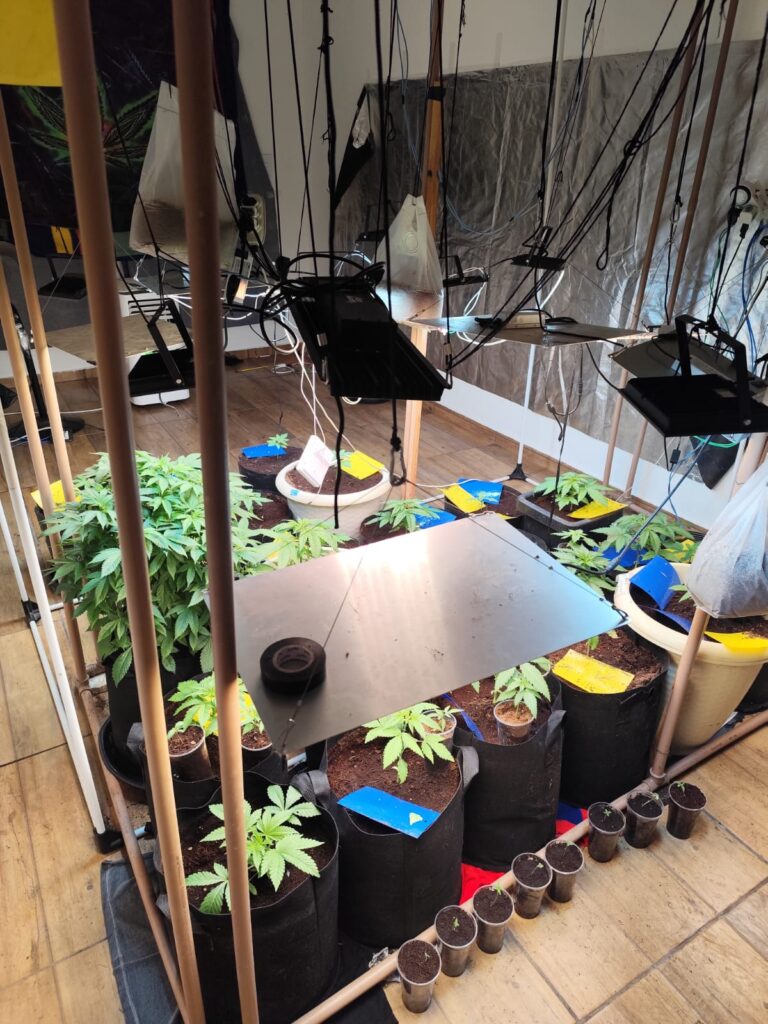 Estufa de maconha é descoberta durante reintegração de posse em Formiga e surpreende PM pela sofisticação Estufa de maconha é descoberta durante reintegração de posse em Formiga e surpreende PM pela sofisticação