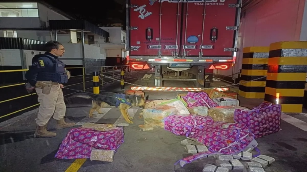 Droga entre picanhas: PRF apreende maconha em carreta com 27 toneladas de carne Droga entre picanhas PRF apreende maconha em carreta com 27 toneladas de carne