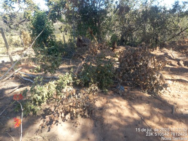 Prefeitura de Nova Serrana embarga construção após destruição de 5 mil m² de Cerrado