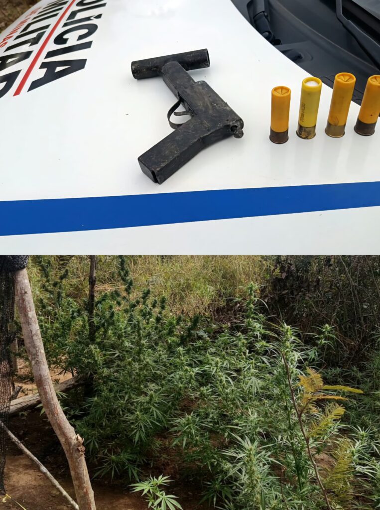 Plantação de maconha e arma caseira são encontradas pela PM na Fazenda Canta Galo, em Nova Serrana WhatsApp Image 2025-07-14 at 09.31.35