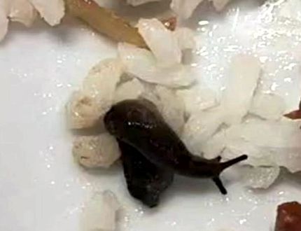 Restaurante do CEFET Divinópolis é fechado após denúncias de intoxicação alimentar; lesma teria sido encontrada na comida