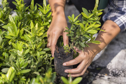 Câmara de Divinópolis Apoia Ação Verde: 100 Mudas de Árvores Gratuitas Nesta Sexta