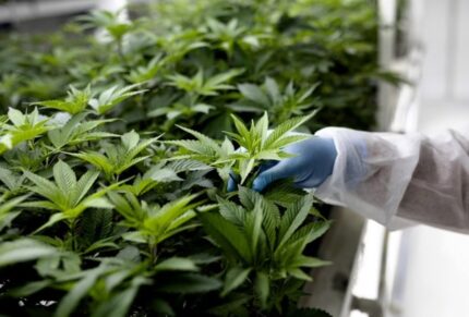 Anvisa vota hoje regulamentação do cultivo empresarial de cannabis medicinal no Brasil Imagem do WhatsApp de 2025-08-13 à(s) 12.54.08_1781a3a6