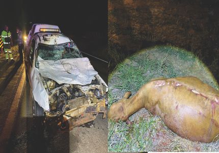Perigos das rodovias: Gado na pista causa acidente na MG-050 e deixa motorista ferido