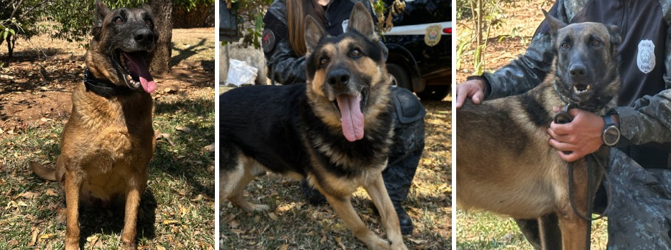 Adote um herói cães que serviram à polícia buscam novos lares em Minas