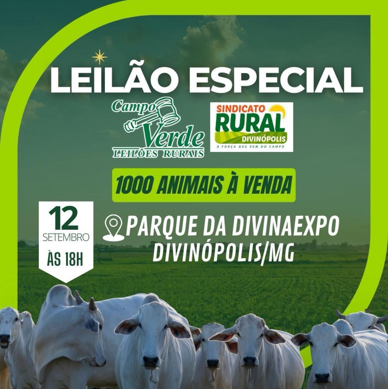 Sindicato Rural e Campo Verde movimentam economia com leilão especial de gado de corte