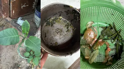 Três pessoas entubadas em Patrocínio após comerem fumo-bravo achando que era couve