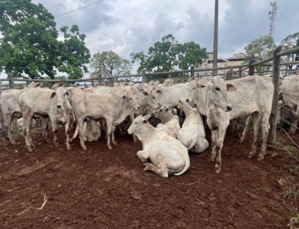 Evento milionário: Sindicato Rural realiza Leilão Especial da Fazenda Nova Serrana com 1.500 cabeças de gado; transmissão Youtube Gado - 2