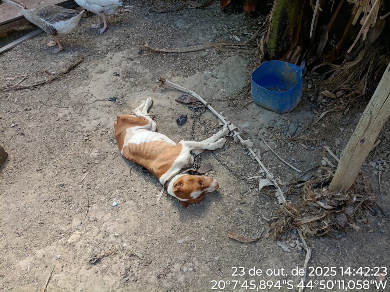 Divinópolis: homem é preso por maus-tratos após cão Pit Bull morrer acorrentado