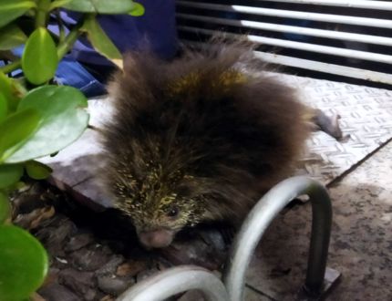 Moradores resgatam ouriço em Divinópolis e pedem mais atenção das autoridades a casos com animais silvestres