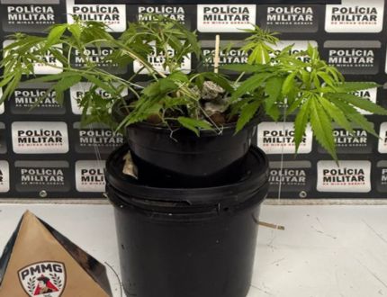 PM recolhe “plantação doméstica” de maconha em Carmo do Cajuru: agricultor da Cannabis diz que cultivava por economia, para consumo próprio maconha - 2