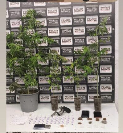 PM apreende “pés de maconha”, cocaína e arma de fogo em ação contra o tráfico