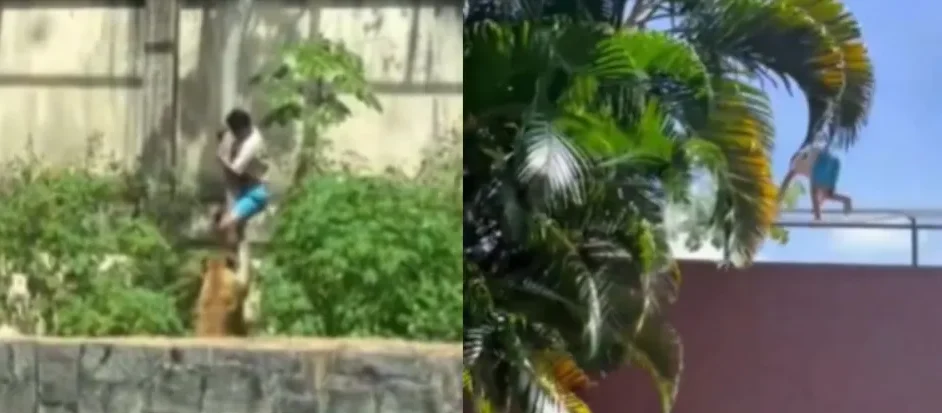 Jovem morto por leoa em João Pessoa havia sido preso duas vezes no mesmo dia