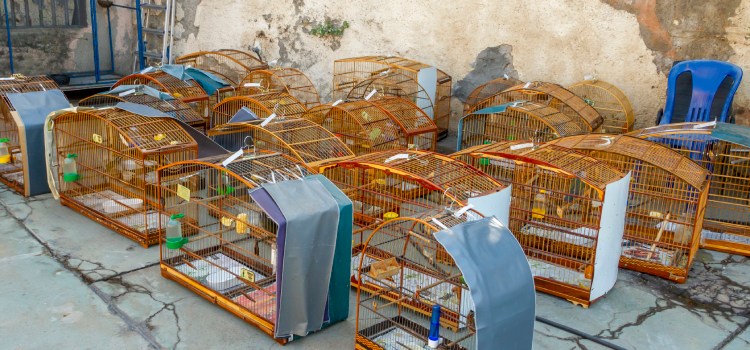 Operação Libertas tem ação em Divinópolis e resgata mais de 300 animais silvestres em Minas op_libertas_ceda_C2A9EricBezerraIMG_3700aaacccc