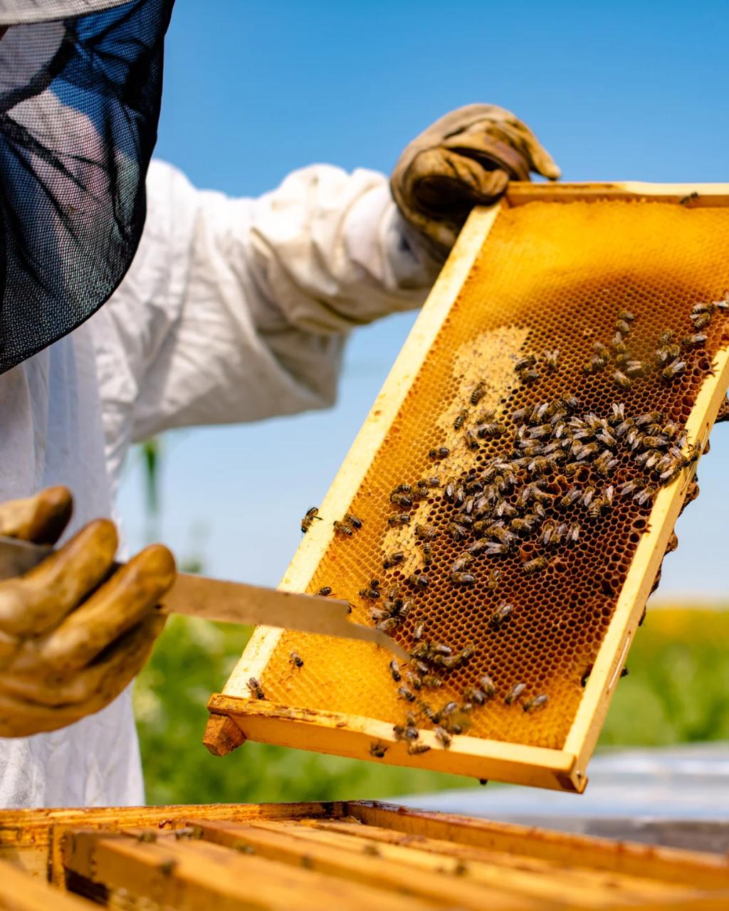 FAEMG, SENAR e Ita Brasil lançam curso gratuito de manejo de abelhas e processamento de mel em Itapecerica