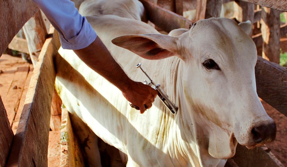 Produtores devem declarar vacinação contra brucelose; Sindicato Rural de Divinópolis oferece apoio