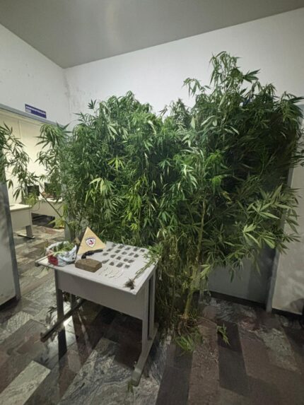 PM desmantela tráfico: apreende maconha, crack, plantação de 2 metros e simulacro de arma, em Itapecerica
