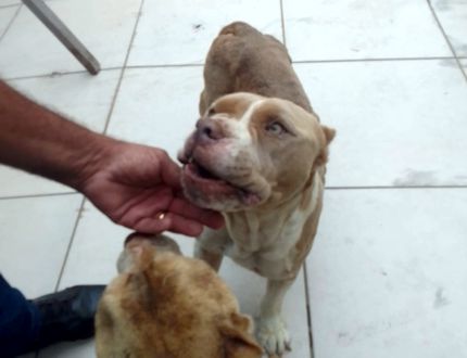 Maus-tratos a animais: cães debilitados são recuperados e homem é preso cães maus-tratos Formiga