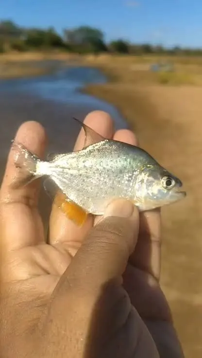 Prefeitura alerta para casos de mordidas de pirambeba na Barragem de Cajuru images