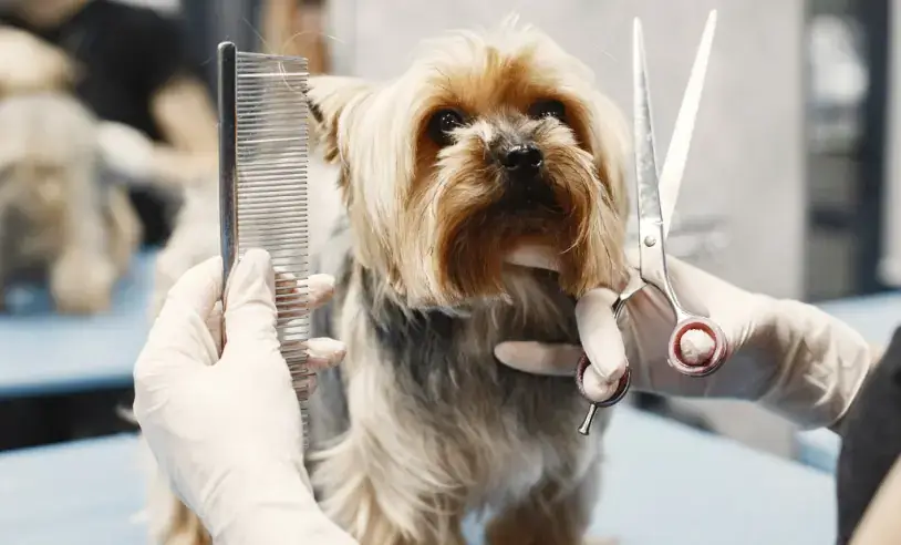 Sebrae Minas lança Jornadas Pet e da Beleza e ajuda empreendedores de Divinópolis a começar 2026 com mais estratégia mulher-tosquia-um-cachorro-cachorro-sentado-no-sofa-raca-yorkshire-terrier_p26712_cover_image_resized