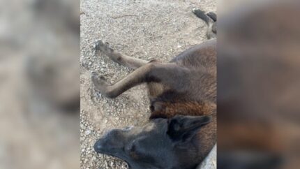 Caso Orelha: polícia desmente deportação e confirma que suspeitos voltam dos EUA para depor