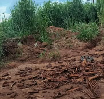 Descarte irregular de ossos de boi e porco é registrado em estrada da MG-050 em Carmo do Cajuru