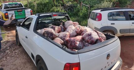 Polícia Militar apreende 800 kg de carne de abate clandestino em Campo Belo; autor é reincidente e segue foragido