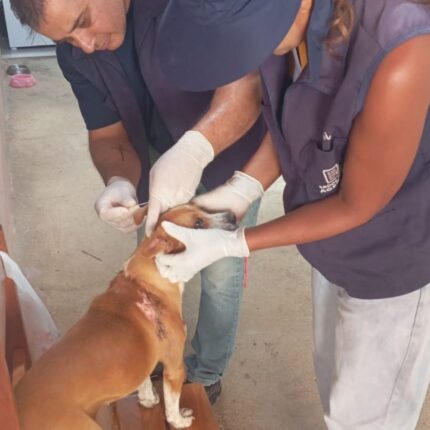 Carmo do Cajuru inicia testes rápidos domiciliares para combater a leishmaniose canina WhatsApp Image 2026-02-19 at 15.13.27