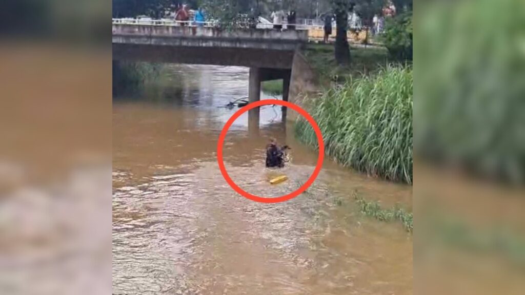 Cão ilhado no Rio São João é resgatado pelo Corpo de Bombeiros em Itaúna, MG Cão ilhado no Rio São João é resgatado pelo Corpo de Bombeiros em Itaúna, MG